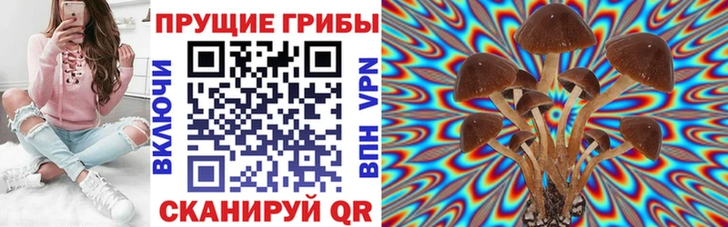дарнет шоп  Звенигово  MEGA вход  Галлюциногенные грибы Psilocybine cubensis 